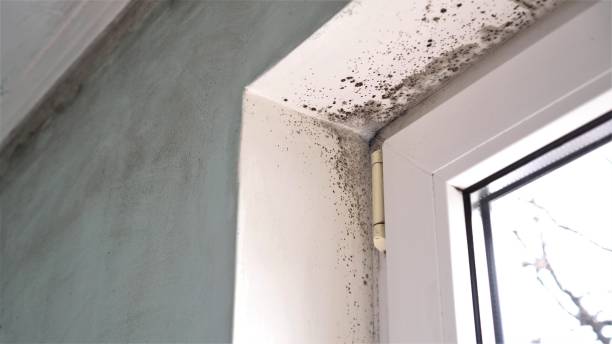 Best Commercial Mold Removal  in North Enid, OK