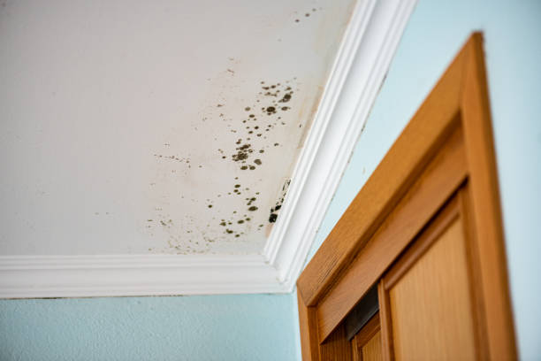 Best Mold Removal Process  in North Enid, OK