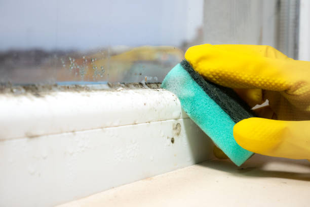 Best Local Mold Removal Service  in North Enid, OK
